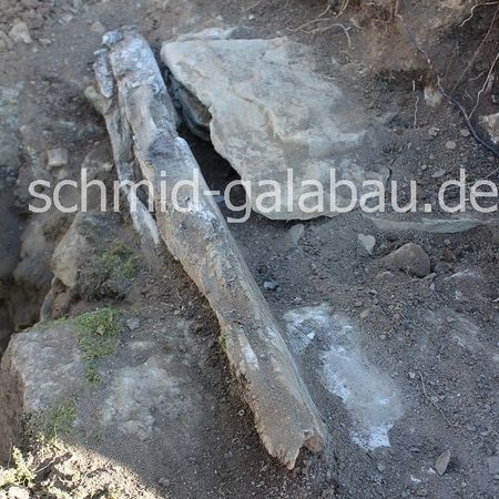 Alter Holzbalken von 1820 (dendrologische Untersuchung) als Fundament der alten Trockenmauer