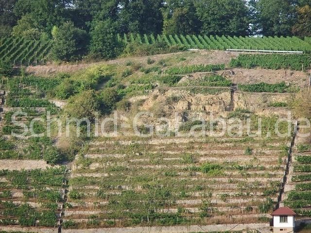 Trockenmauer / Weinbergsmauersanierung in der Roßwager Halde