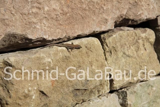 Bewohner einer Trockenmauer von Hans Schmid Gala-Bau
